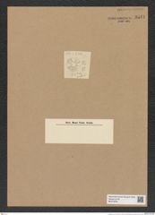 Actinoptychus sp. (de-Toni-Nr.: Genus 227) Zeichnungen Sammlung Grunow Nr. 9541 (NHMW-BOT-W0379539)